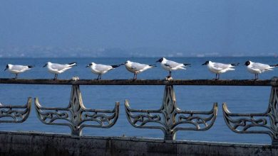 Фото - В Альянсе турагентств сочли перспективным развитие круизов на Каспийском море